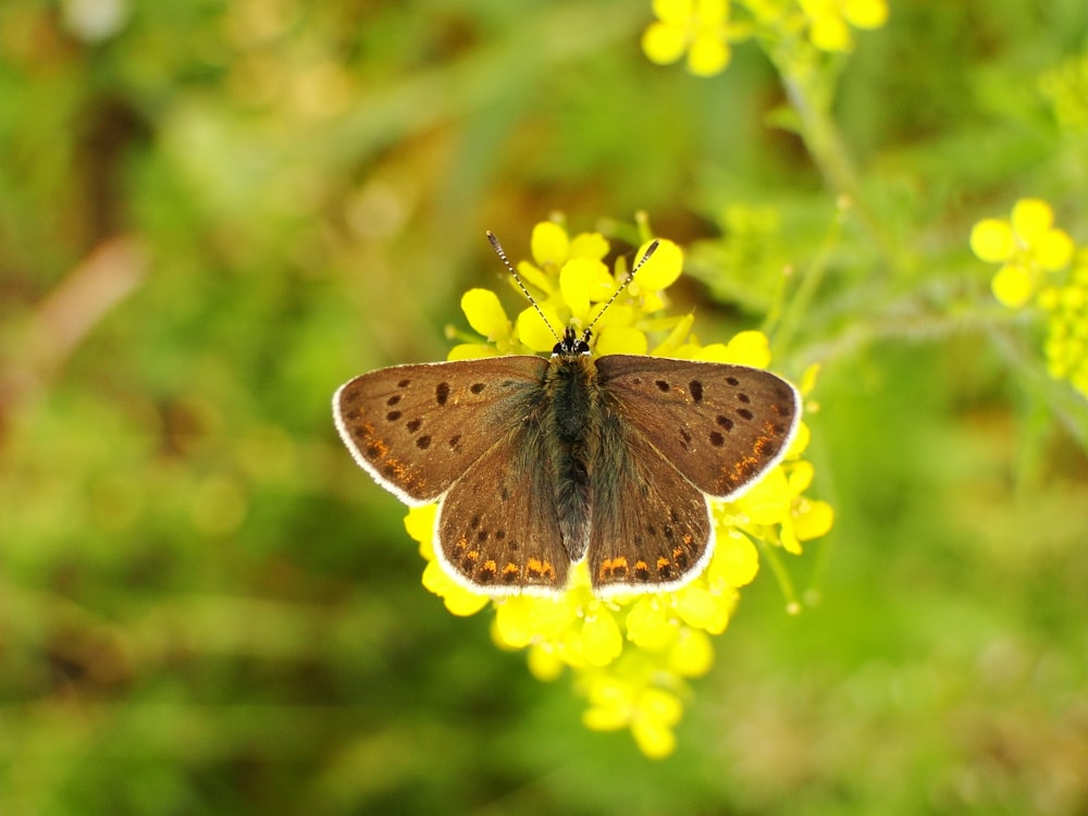 close up photography of butterfly on yellow flower