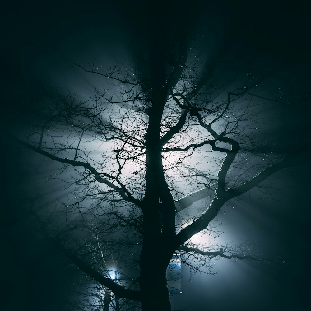 photography of bare trees with lights