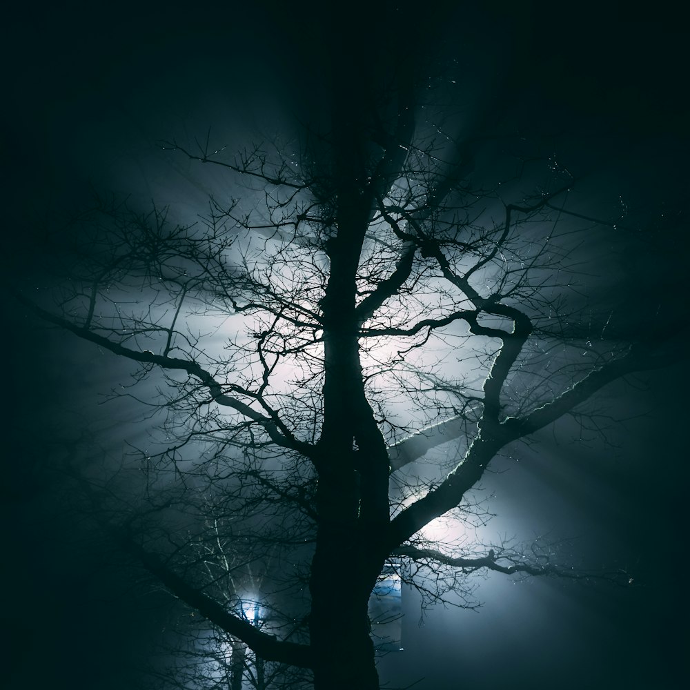 fotografia di alberi spogli con luci