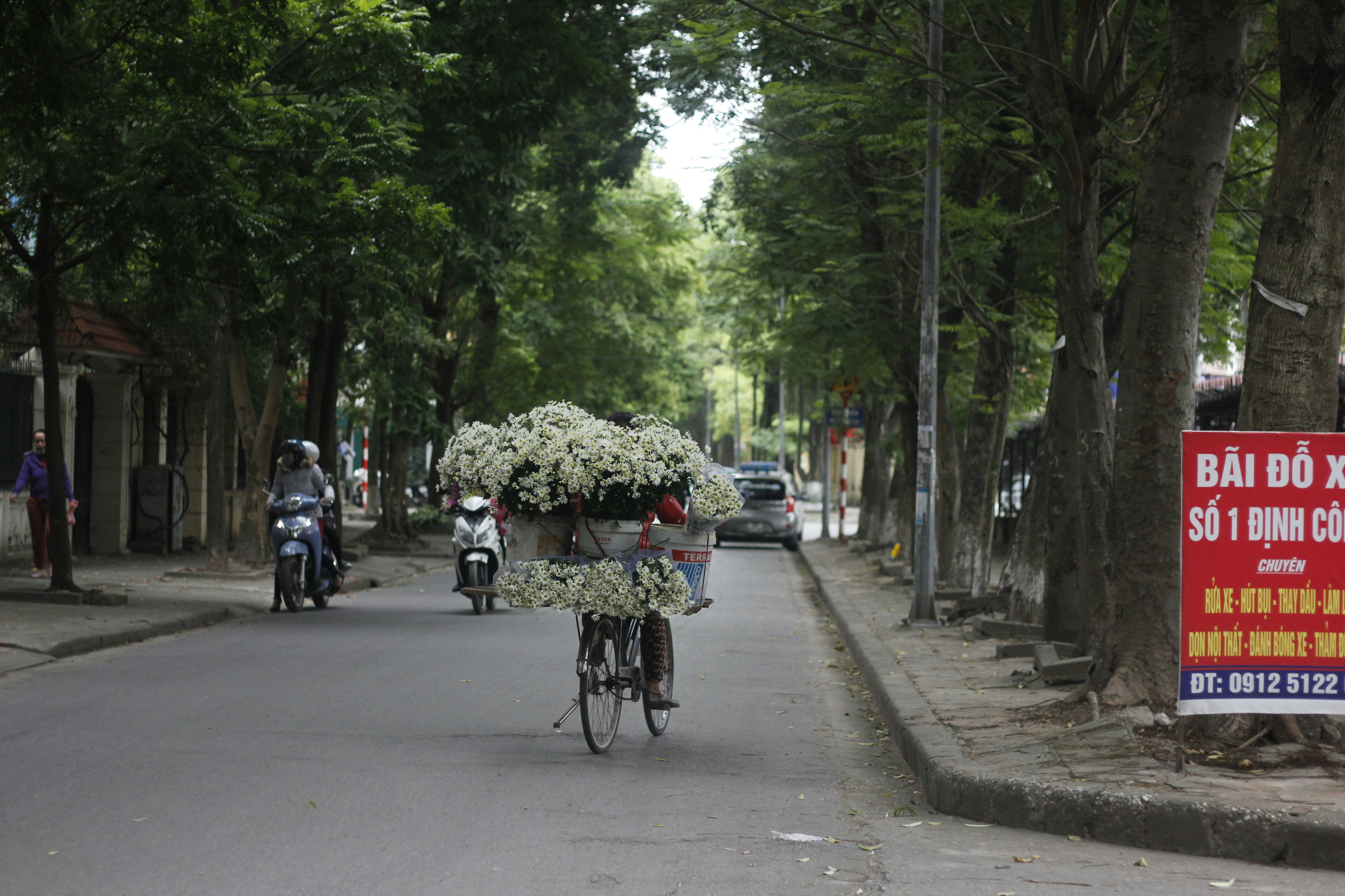 person riding bicycle carrying white flowers in basket running on road between trees
