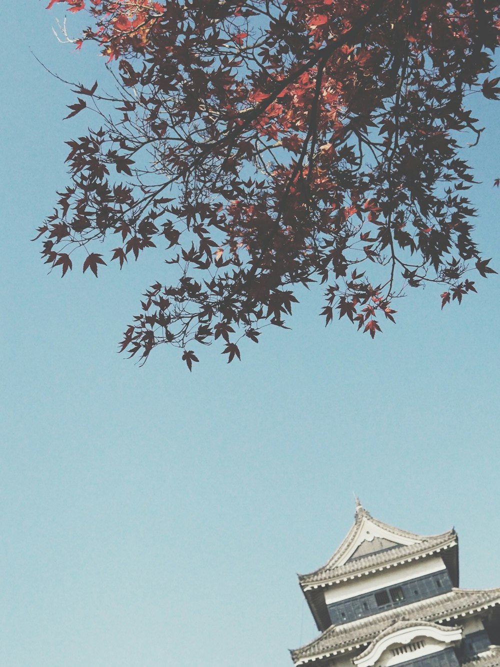 low angle photography of brown maple leaves near temple