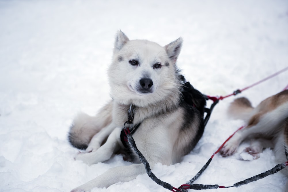 weißer und schwarzer Hund, der auf Schnee liegt