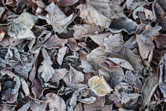 fill the frame photography of dried leaves