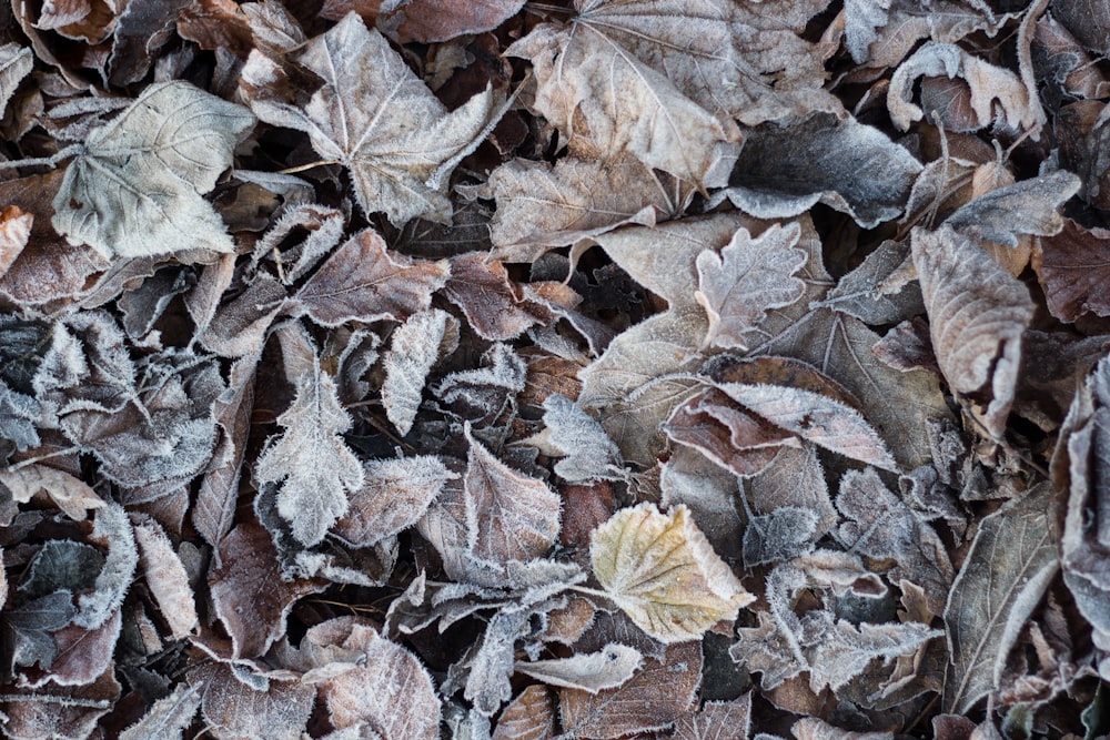 fill the frame photography of dried leaves