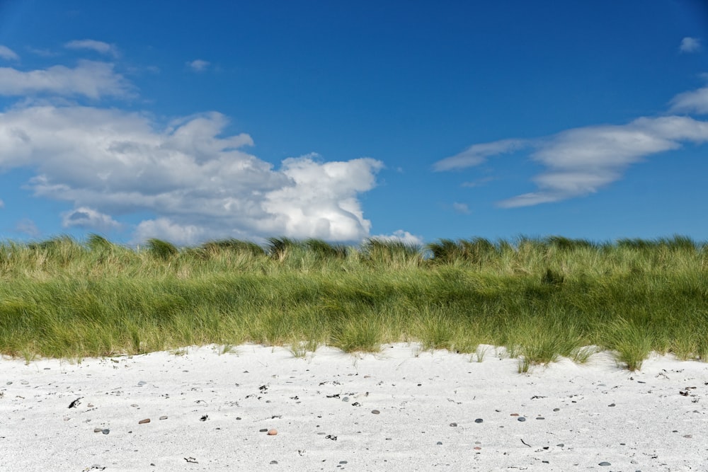 green grass under white clouds and blue sky at daytime