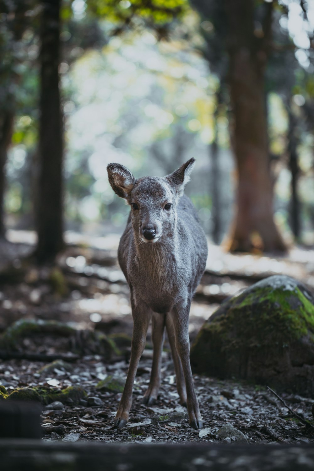 gray deer in the woods at daytime