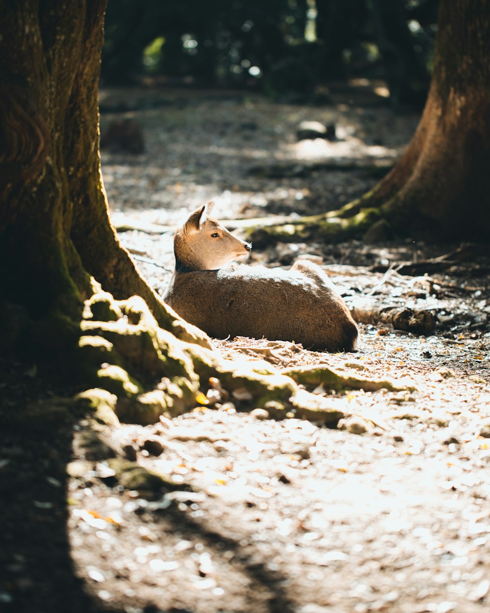 brown animal laying down on ground during daytime