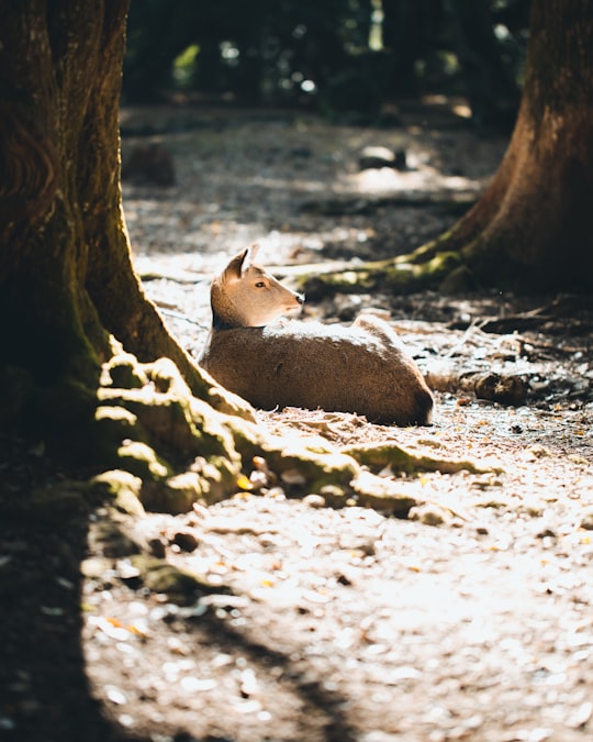 brown animal laying down on ground during daytime in Nara Japan