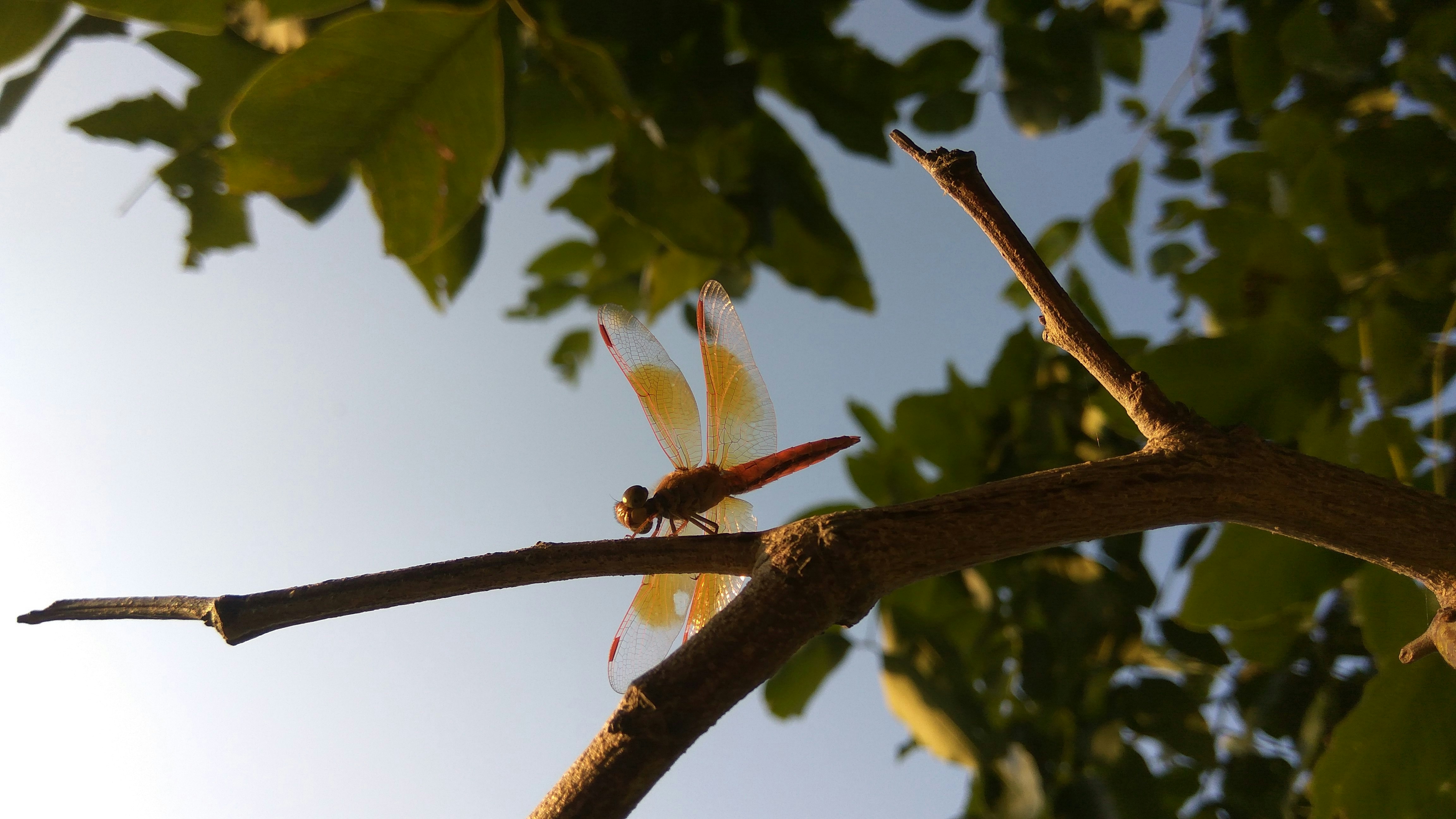 shallow focus photography of red dragonfly