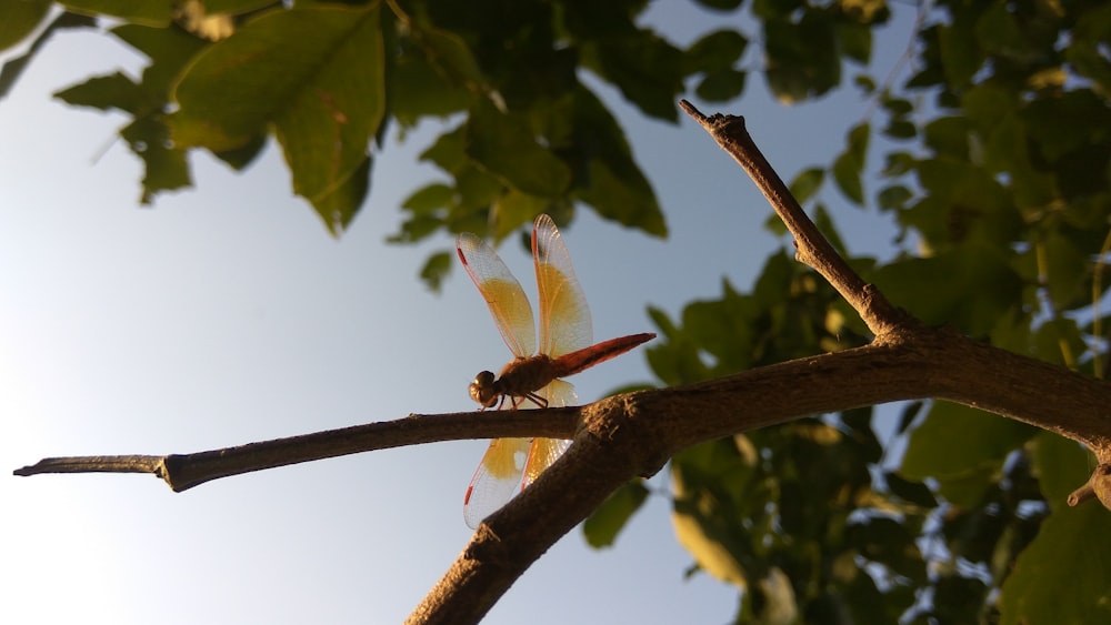 shallow focus photography of red dragonfly