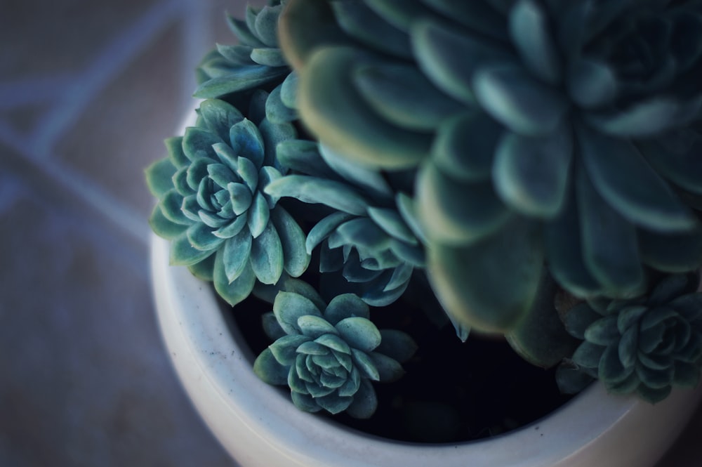 selective focus photography of green succulent and white ceramic pot