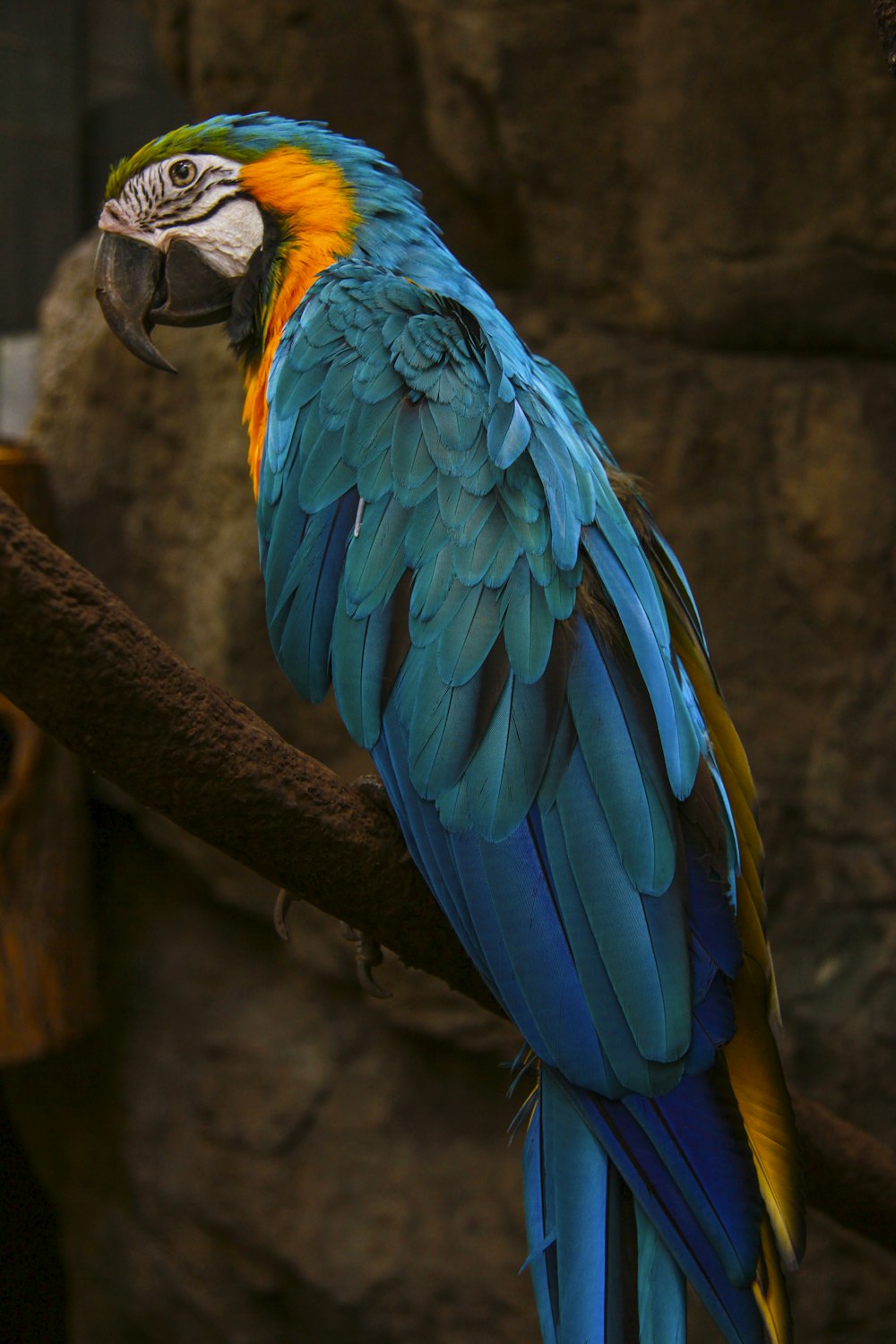 Fotografía de primer plano de loro multicolor