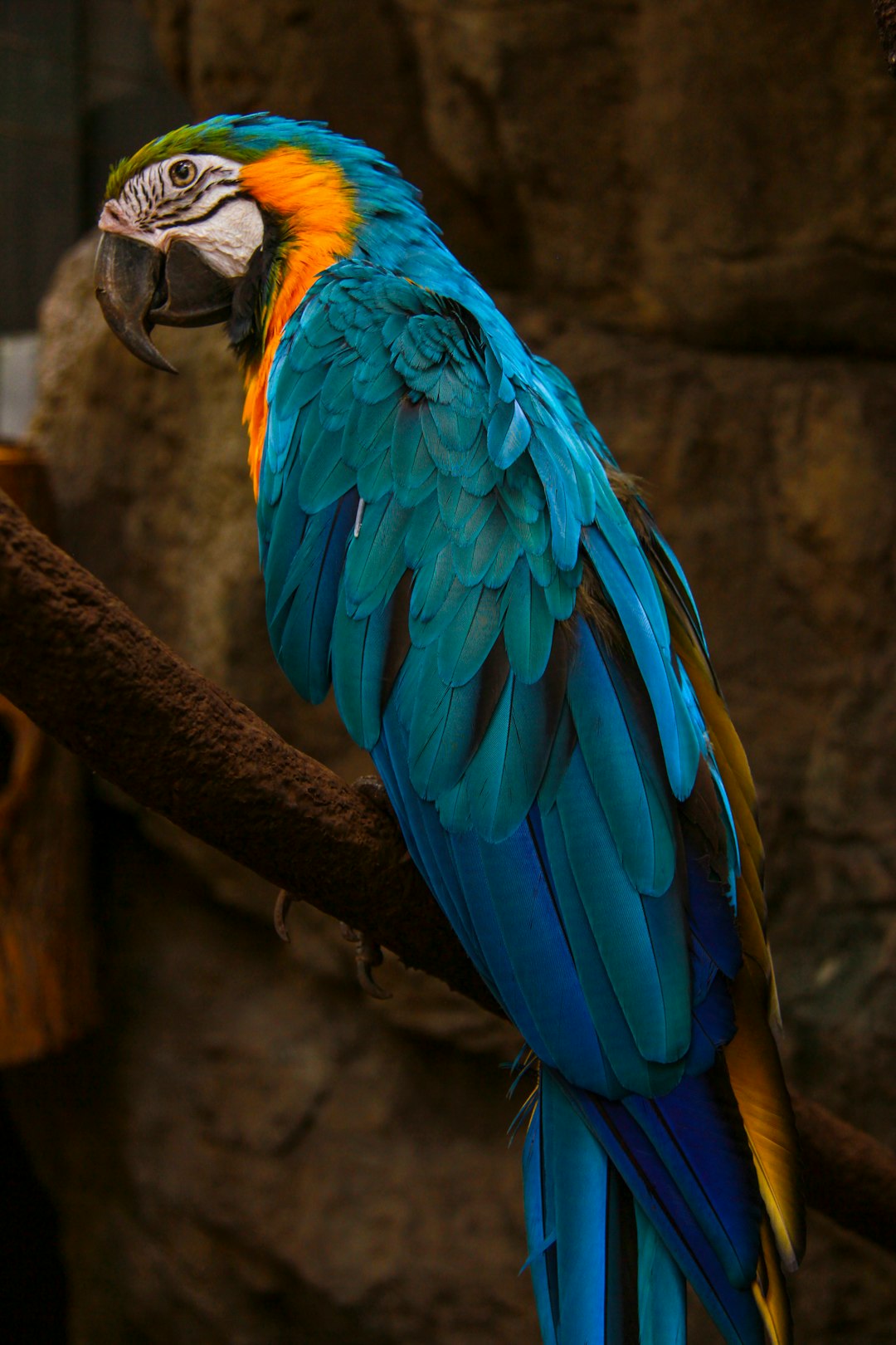  close up photography of multicolored parrot parrot