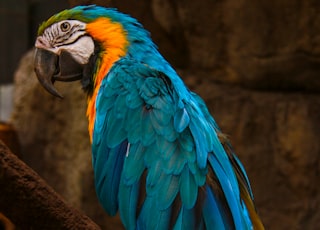 close-up photography of multicolored parrot