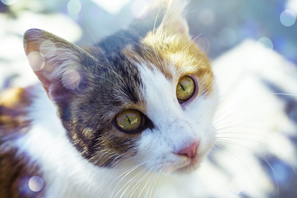 white and gray patched tabby cat selective focus photography