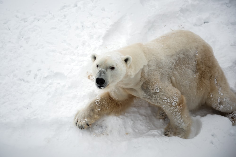 Ours polaire sur la neige