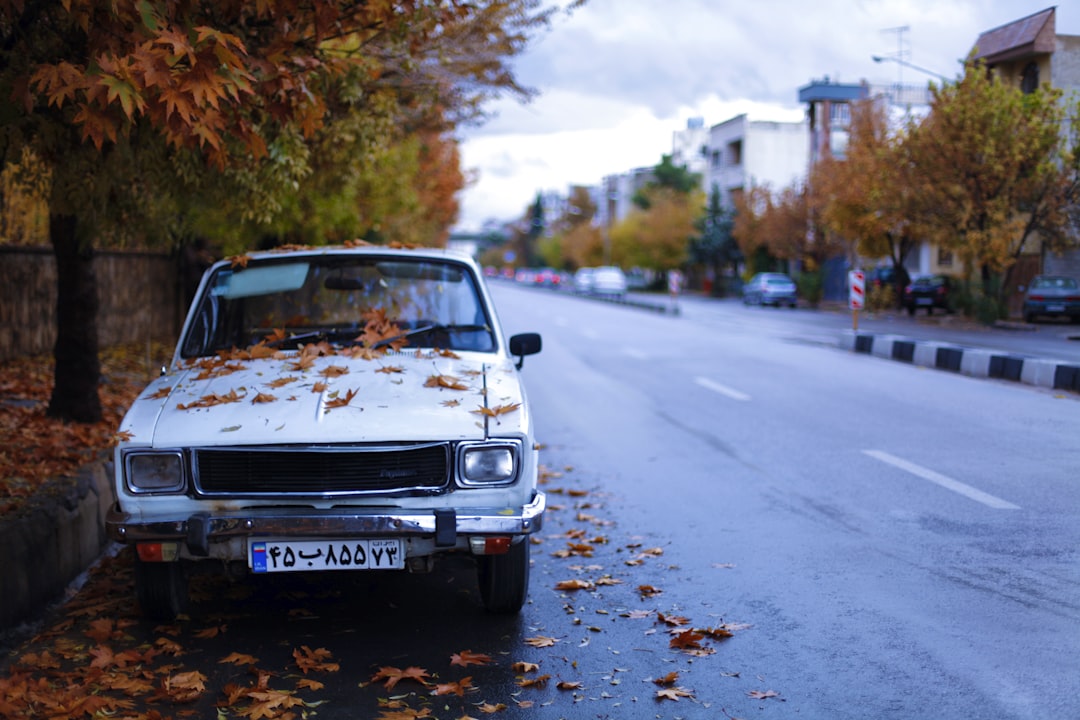 dried leaves on top of white car beside concrete pathway