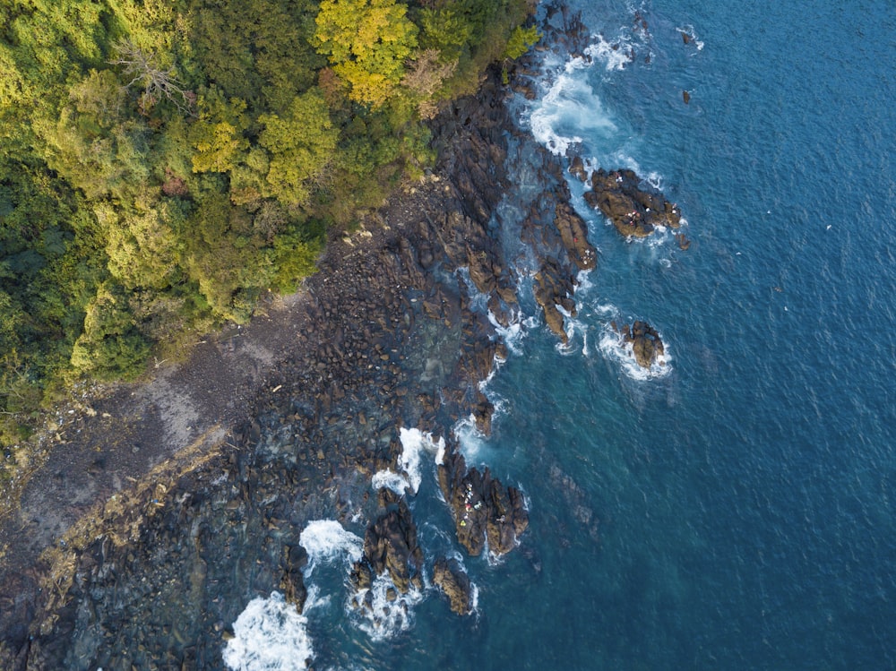 aerial view of trees near body of water