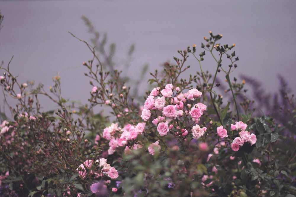 selective focus photography of pink petaled flower plants