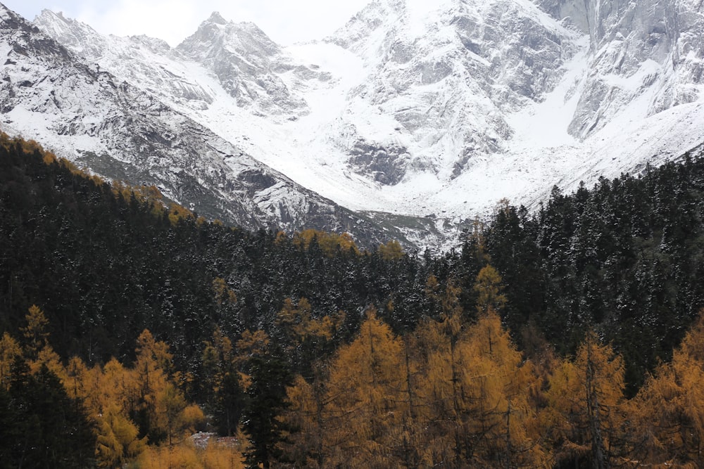 brown and green trees surround by white mountains