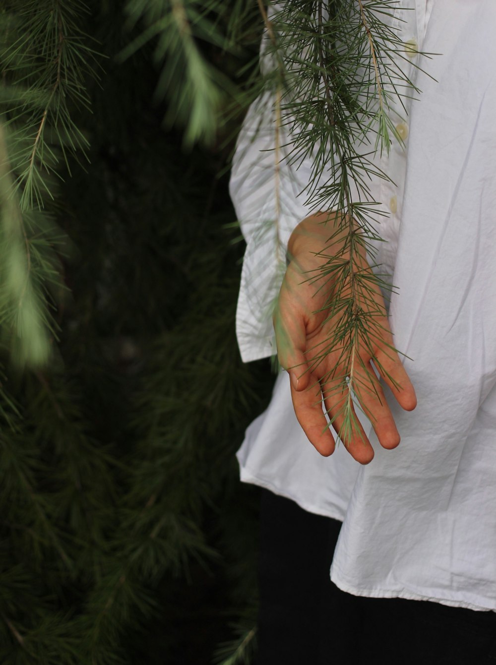 person holding green leaves