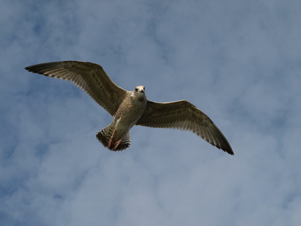 low angle photo of brown falcon