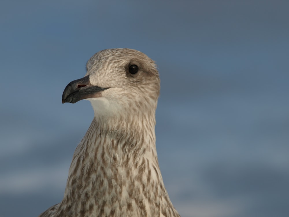 selective focus photography of brown bird