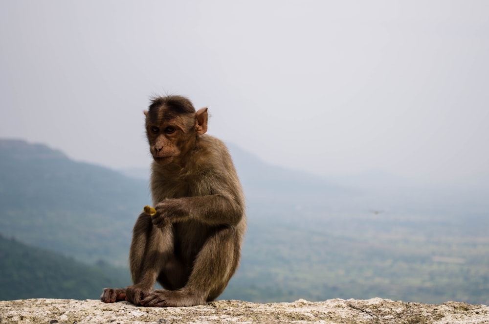 brown monkey sitting on gray stone at daytime