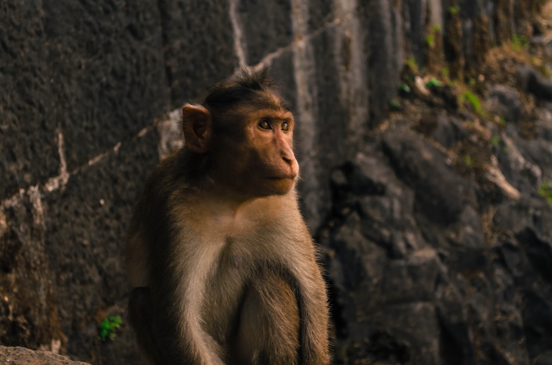 Wildlife photo spot Lohagad Fort Fort