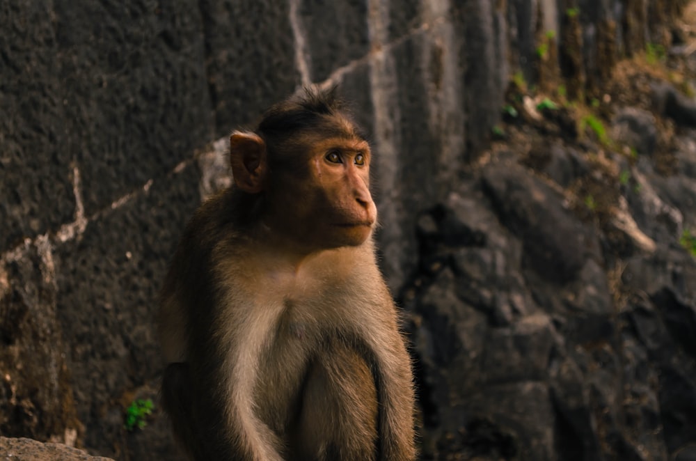 closeup photo of gray monkey