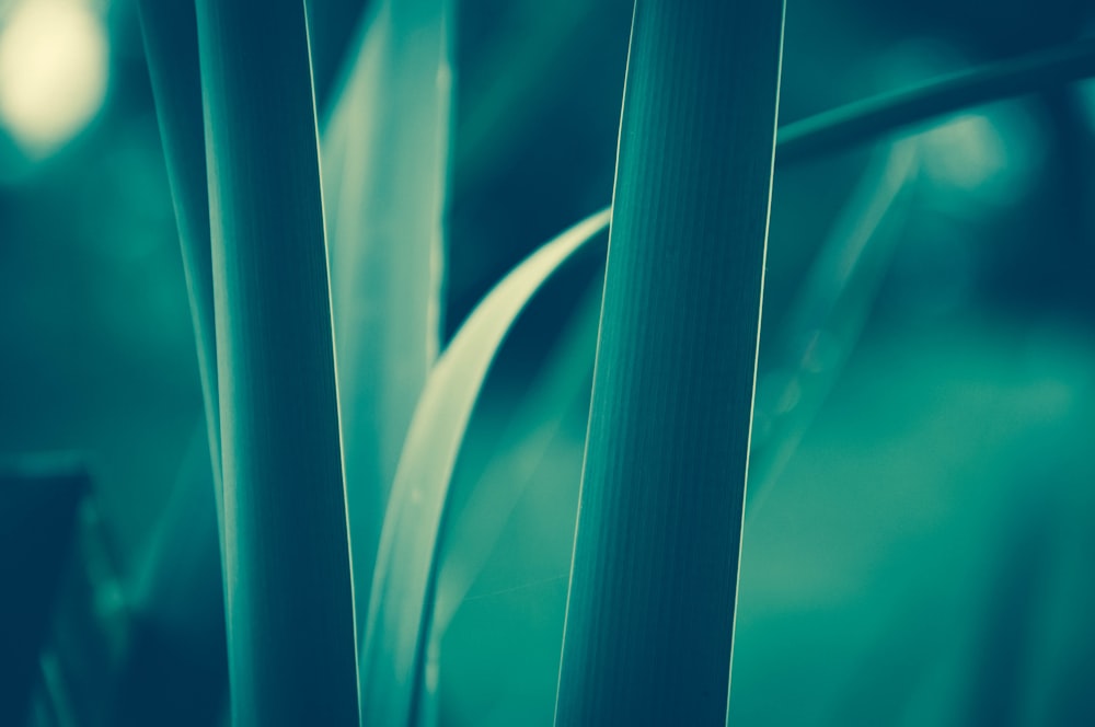 close-up photo of green leafed plant