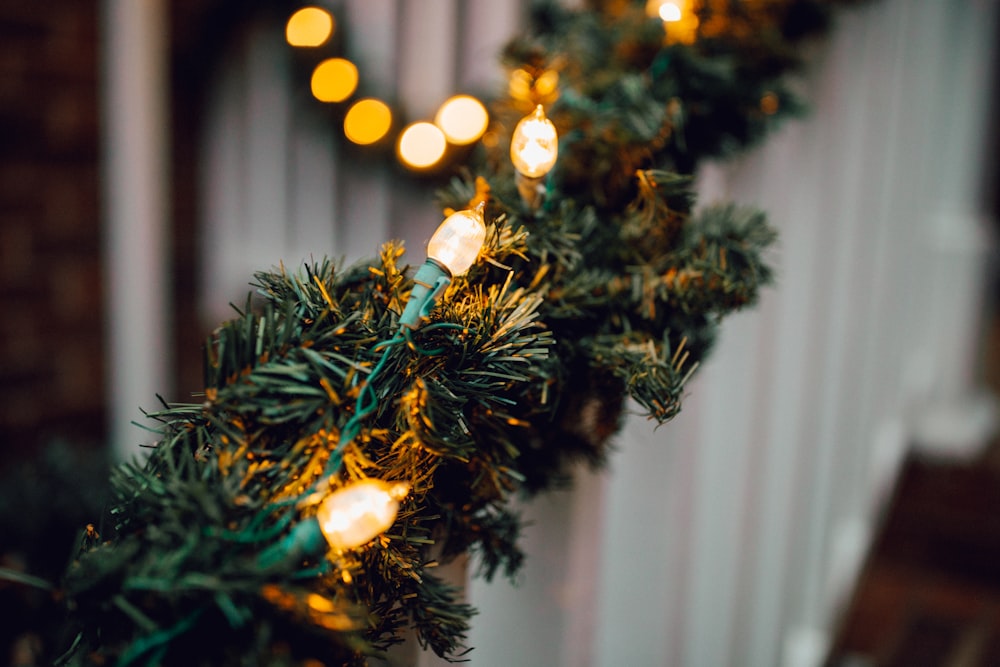 white string lights on green decor