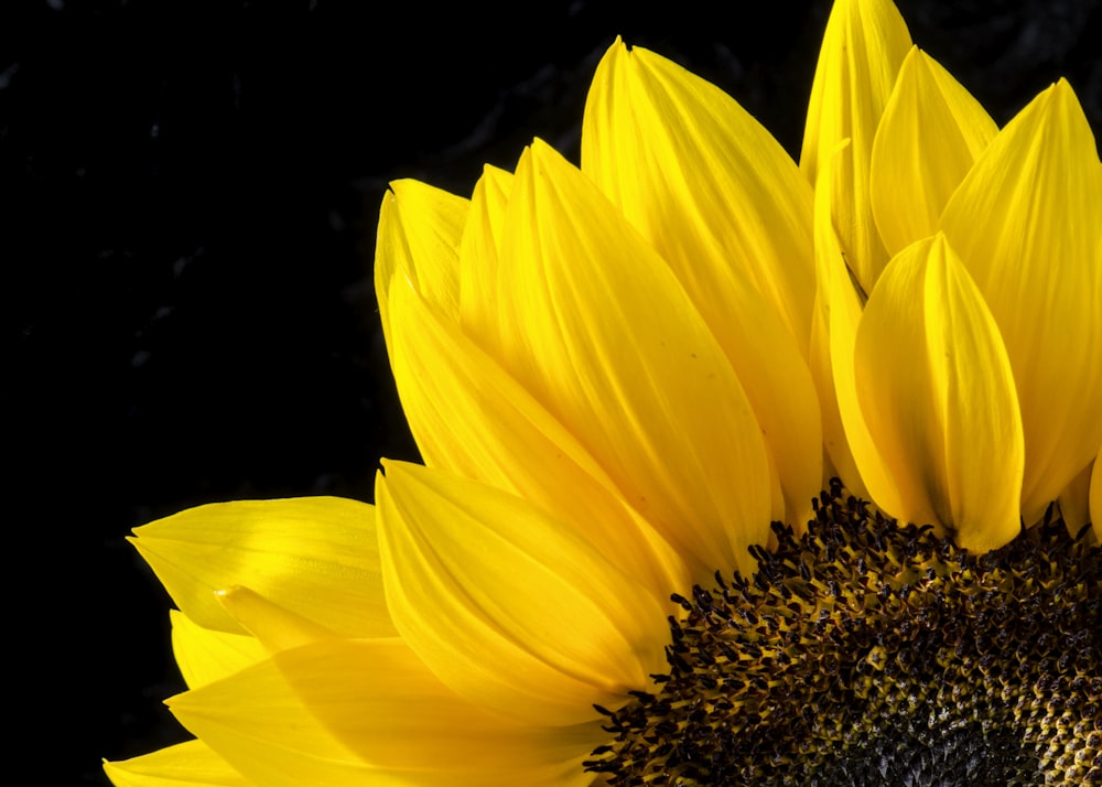 close up photography of sunflower