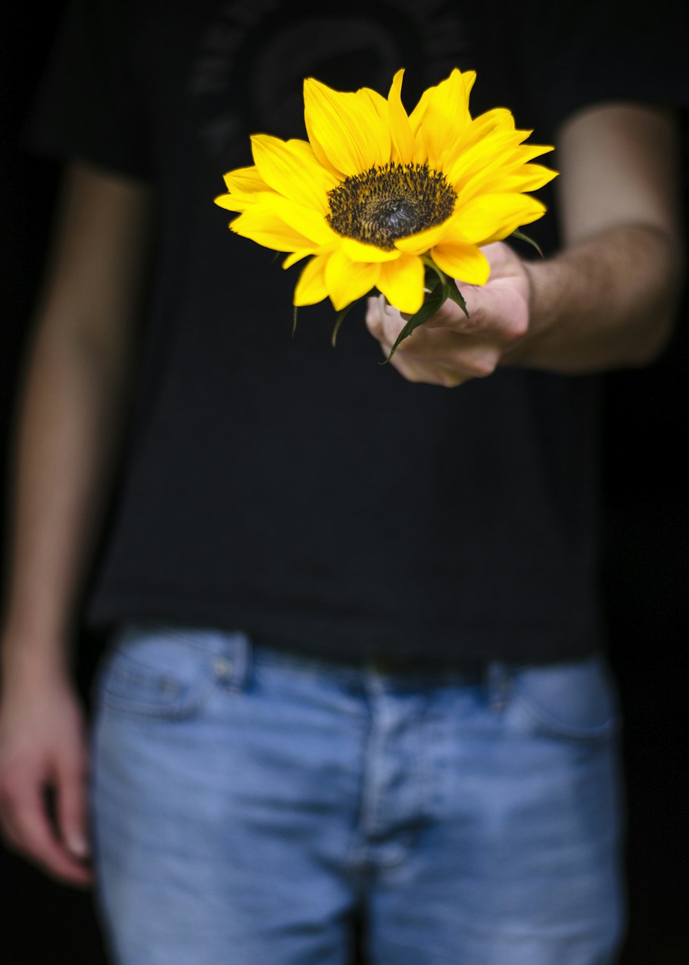 person holding yellow sunflower