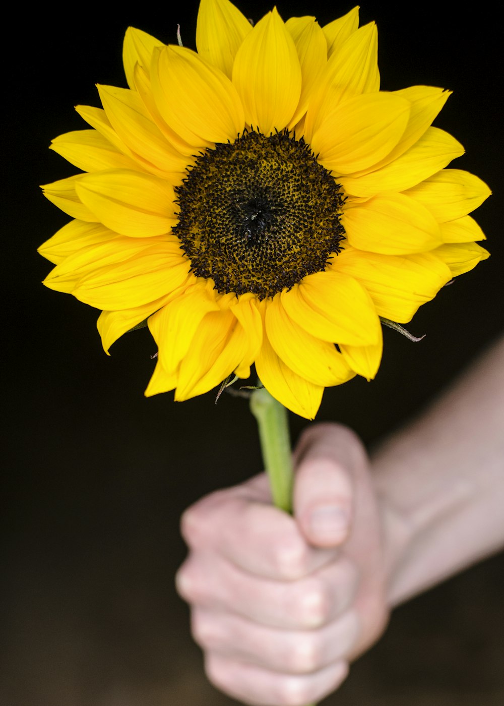 shallow focus photography of sunflower