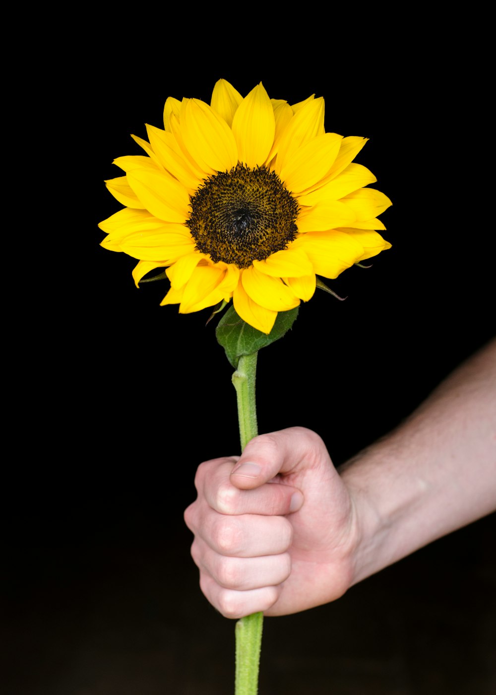 person holding yellow sunflower