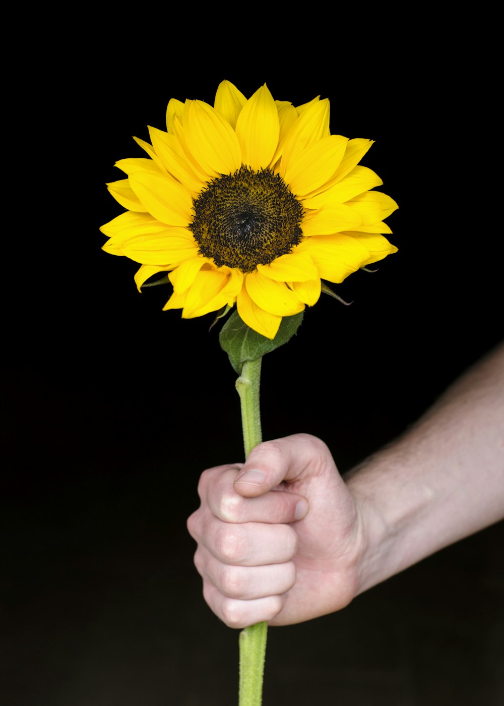 Person mit gelber Sonnenblume