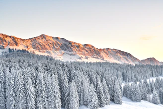 A serene snowy pine forest landscape in the Jura mountains under soft pastel violet light.