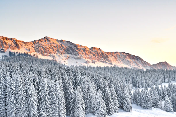 A serene snowy pine forest landscape in the Jura mountains under soft pastel violet light.