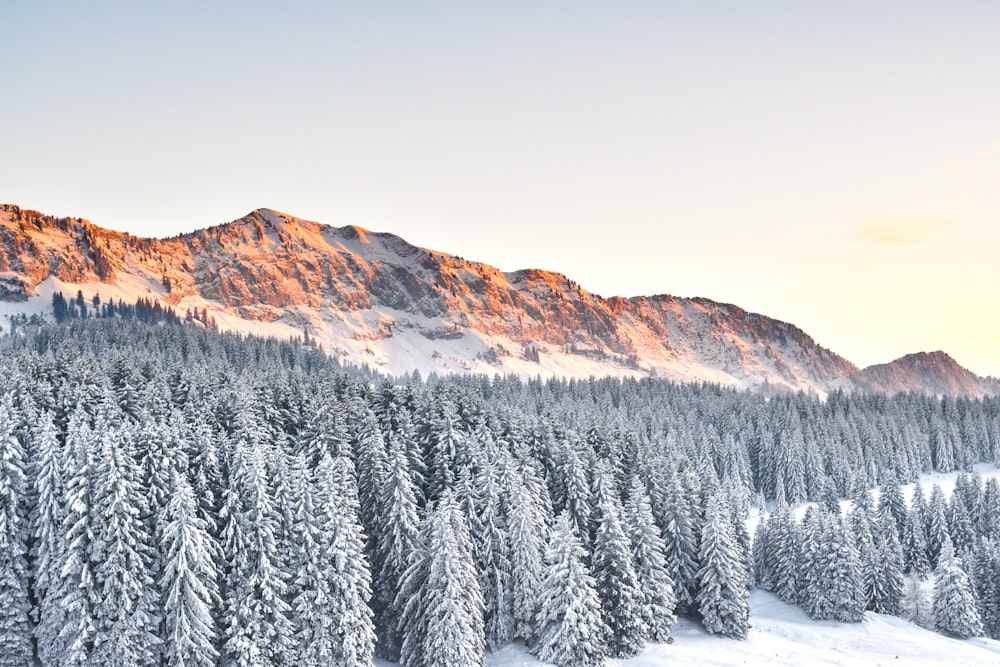 aerial photography of pine trees covered with snow