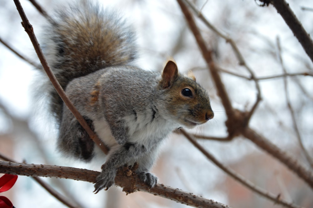 gray and brown animal on tree branch