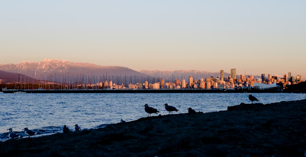 silhouette of seagulls on seashore