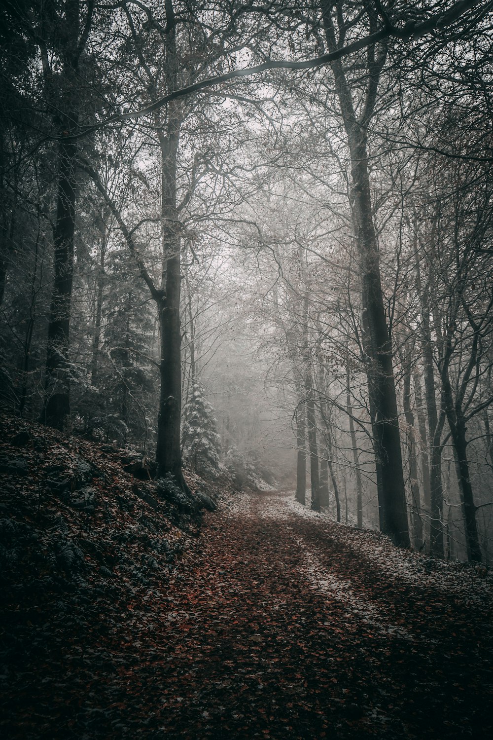 alberi marroni con nebbia durante il giorno