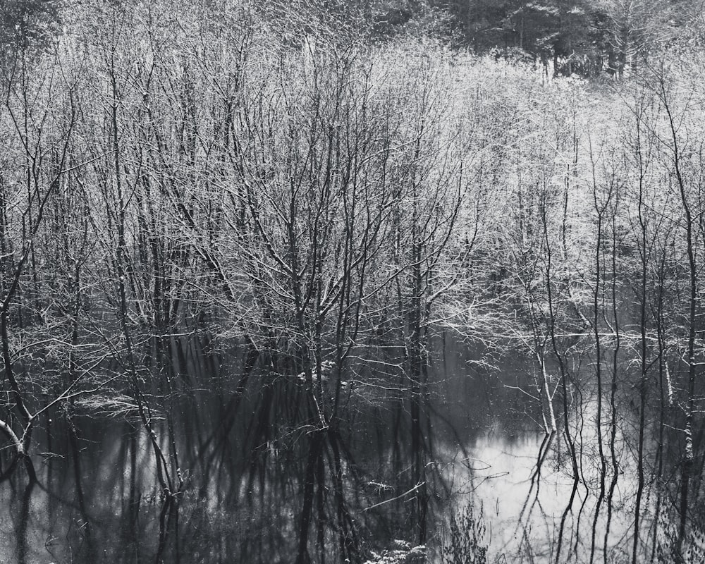 river with trees