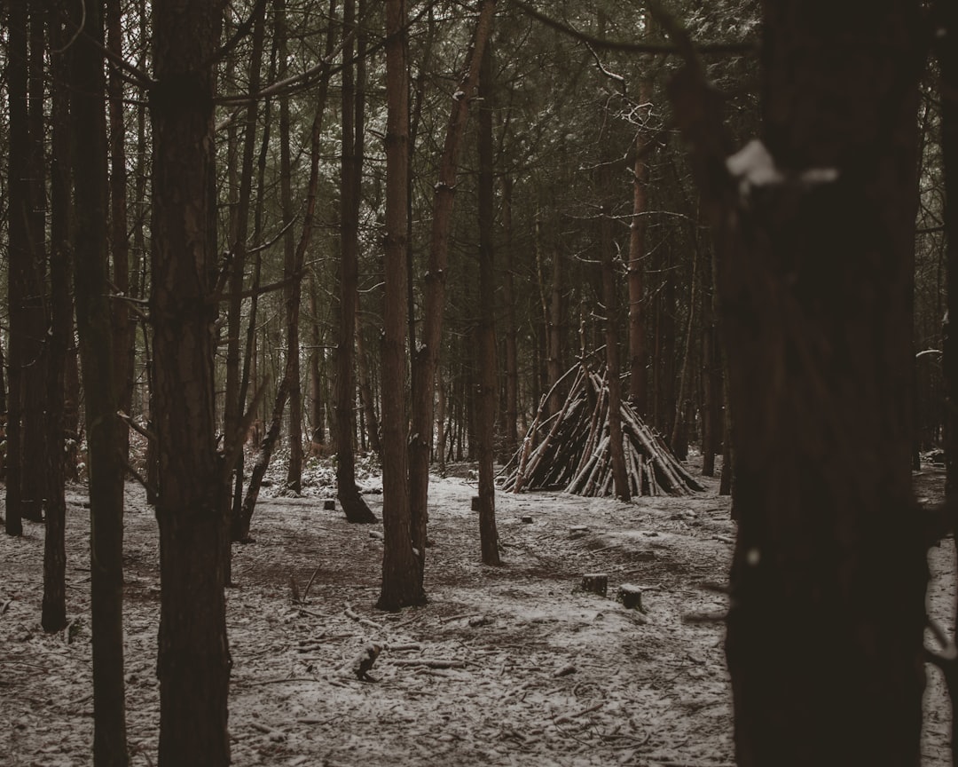 Forest photo spot Linmere Lodge Visitor Centre Cannock