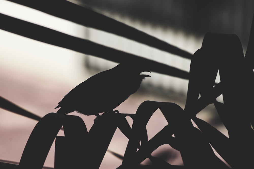 silhouette of bird perching on plant during daytime