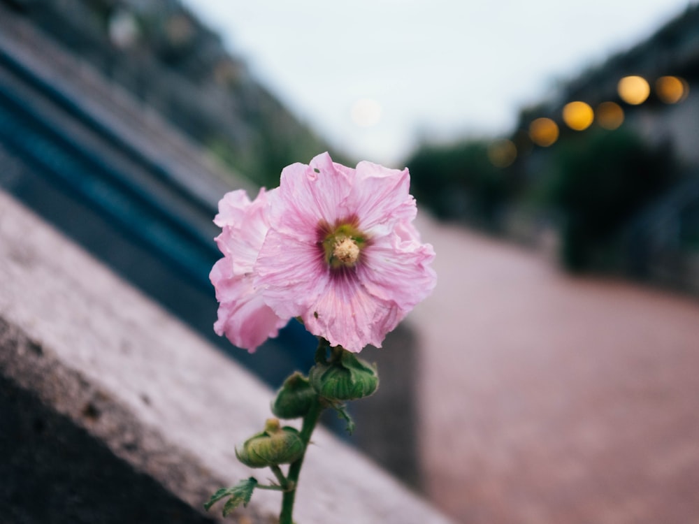 selective focus photography of pink petaled flower