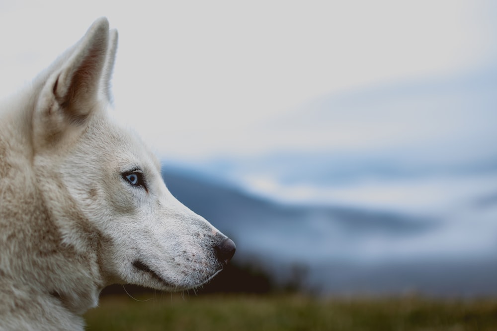lobo blanco en fotografía de primer plano durante el día