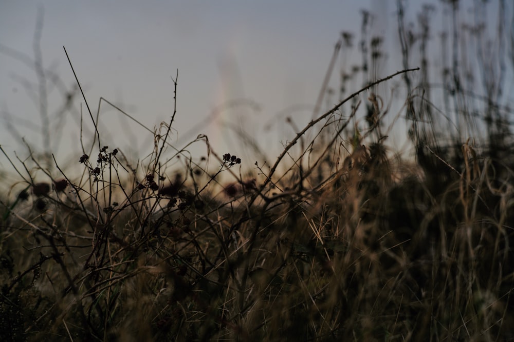 Photographie à mise au point peu profonde d’une plante à feuilles vertes