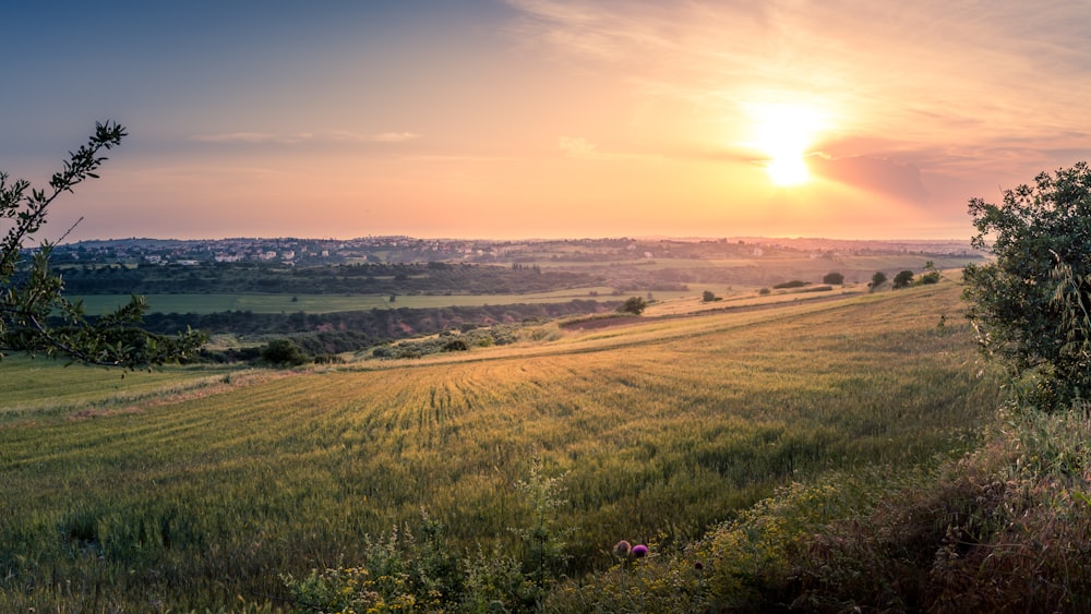 green fields near trees during golden hour